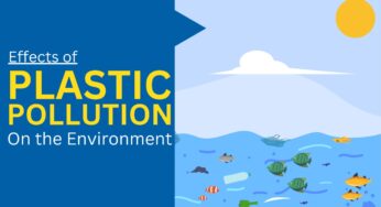 Environmental Effects Of Plastic Pollution