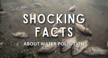 A Review On The Effects Of Water Pollution On Freshwater Fish Species
