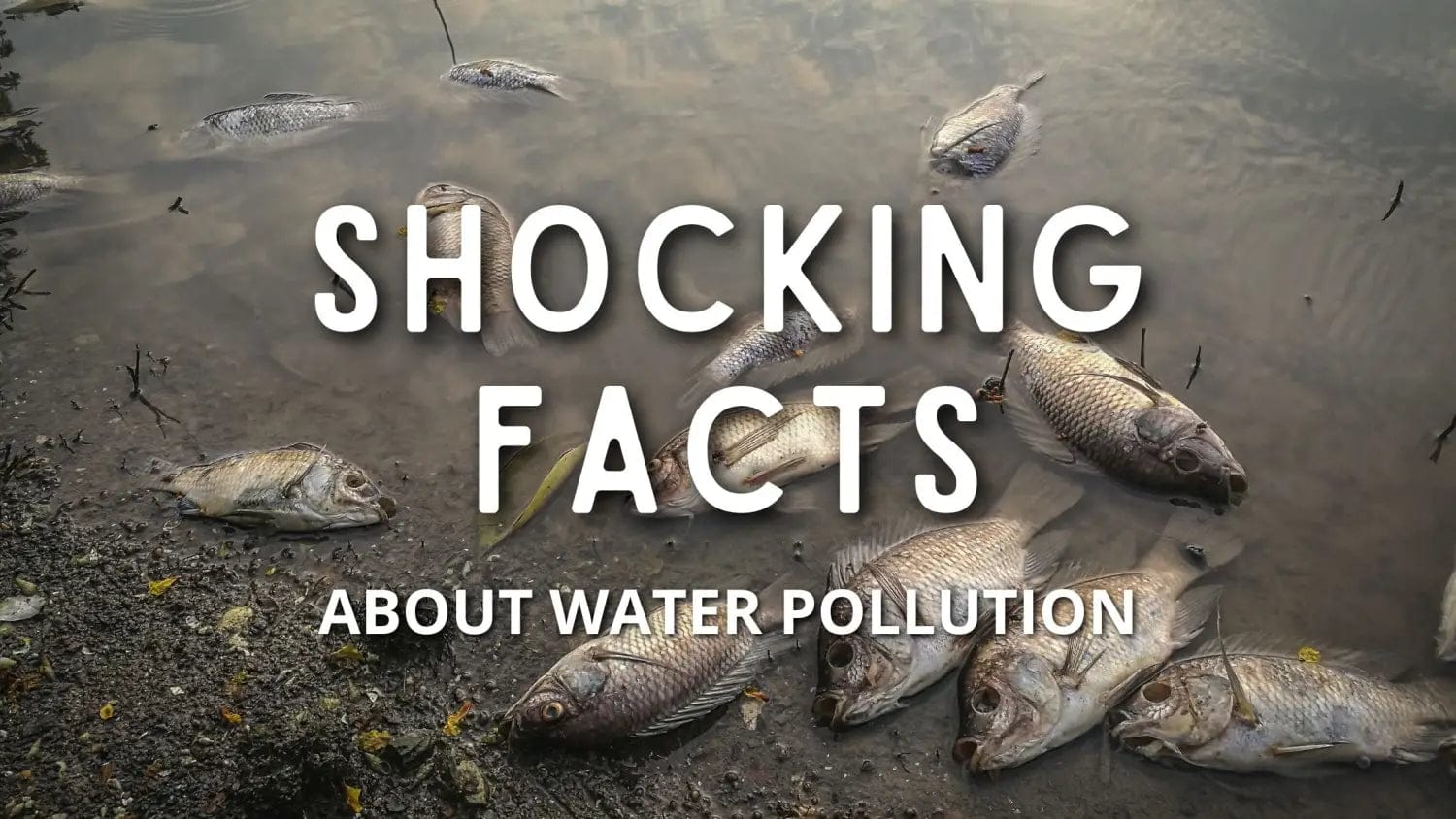 A Review On The Effects Of Water Pollution On Freshwater Fish Species
