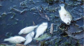 Effects Of Pollution On Aquatic Biota