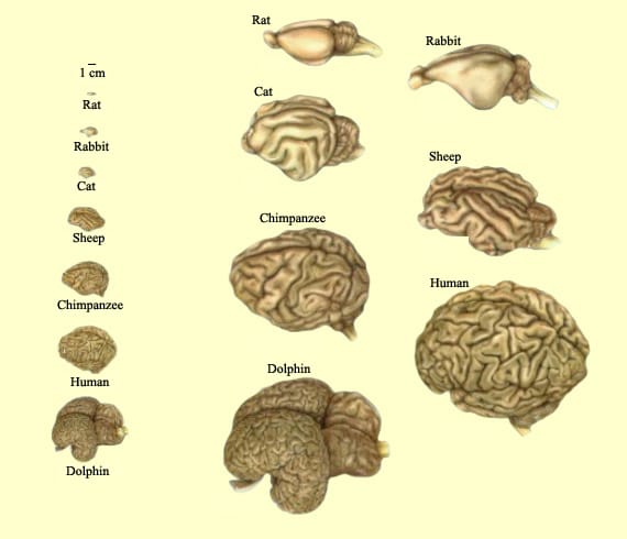 Animals Brain