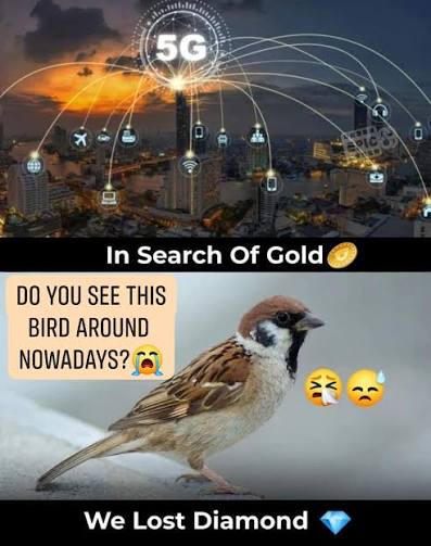 Solving The Disadvantages Of 5G Networks For Birds