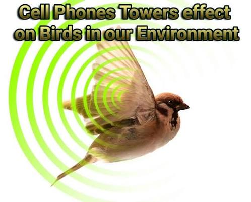 Is A 5G Mobile Tower, In Truth, Dangerous For Birds
