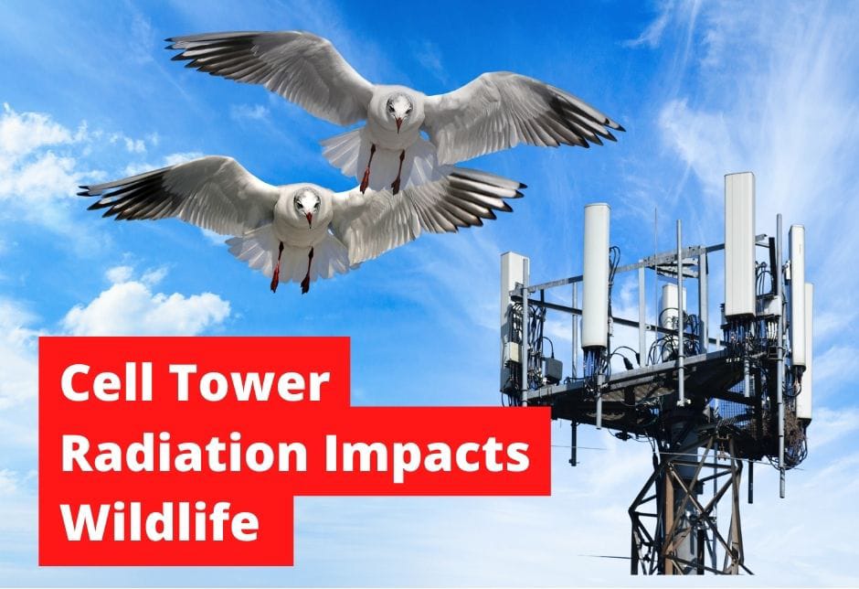 Mobile Tower Is Sacrificing Birds